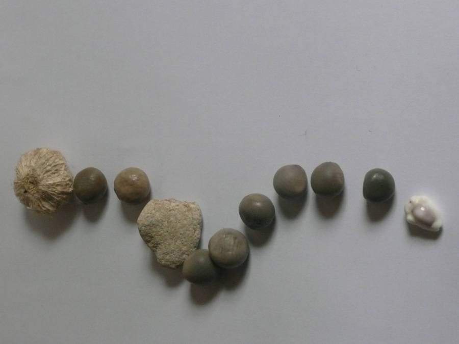 aokcoquillage1.jpg