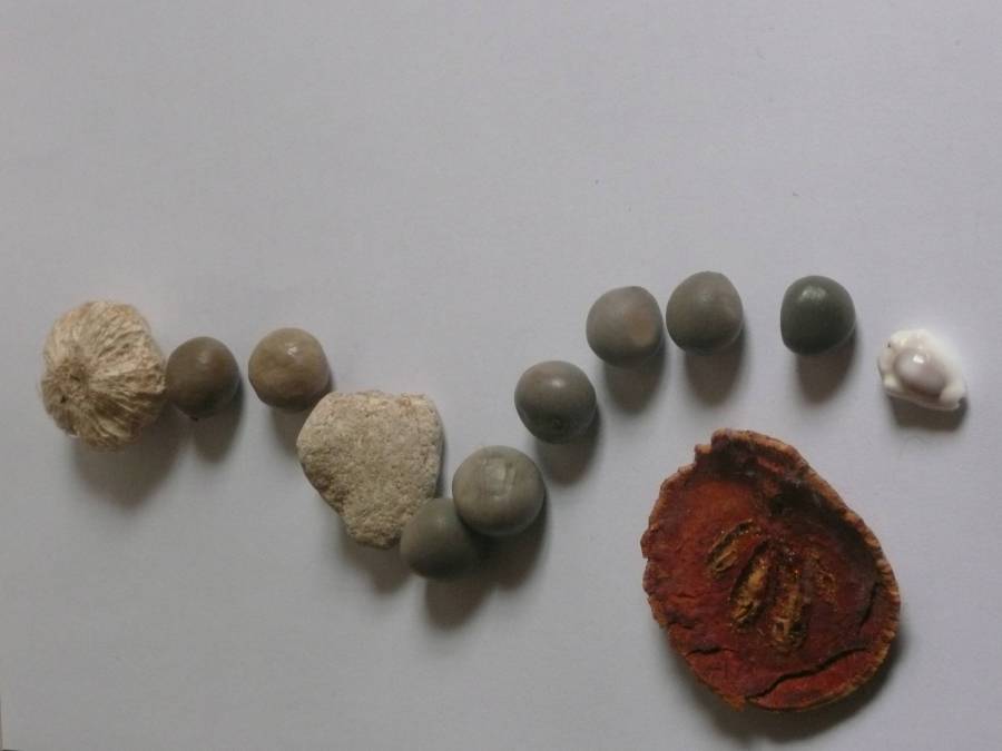 aokcoquillage2.jpg