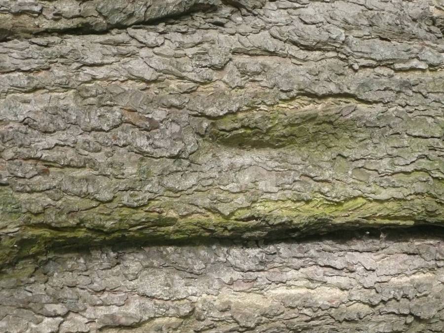 bokecorcevisage.jpg